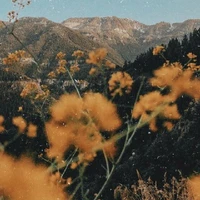 Y/N