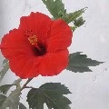 unknown 1