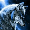 The Wolf