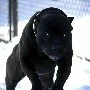 Remi/fl pet