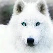 mía (loba)