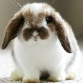 bunny demon 1