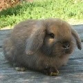 bunny demon 2