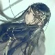Yu Scarlet