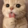 hoi Criadora neah 7w7