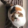 ช็อกมิ้ว🐈