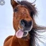 horse