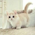 มาลี(แมวนางเอก)
