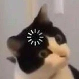 Y/n