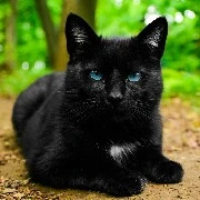 Black cat