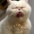 มอนเตอร์​