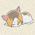 cat/animal