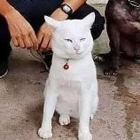 oni :v