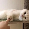 แอด