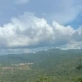 burung