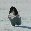 Aizawa {profesor}