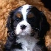Charles