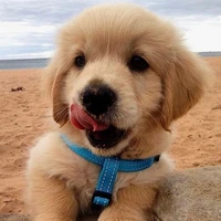 Bruno