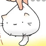 The cat