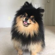Tannie