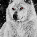 White Wolf