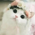 sweety(your cat)
