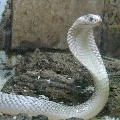 Ular Cobra🐍