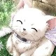 cute kitty assistant