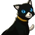 Tay ( Taylor gato)