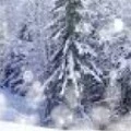 another snow bull