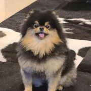 YEONTAN
