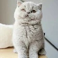 ยูซุ