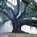 Soul Tree