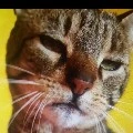 chat