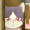 Gato..*pachito*