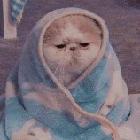 nojen