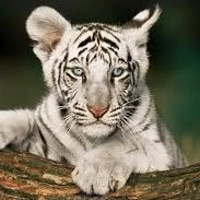 little White