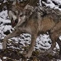 b****** wolf ( enemy)