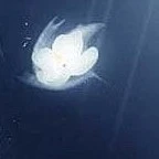 The other family members