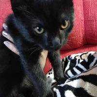 Naruto(gato)