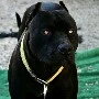 kira (mascota de Pame)