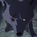 Wolf leader