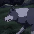 Wolf leader