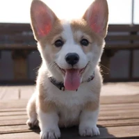 ชีส(หมาของน.อ)​