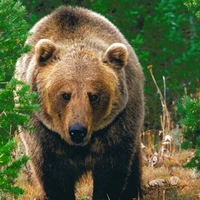 urso da terra