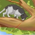 cat