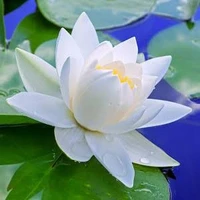 Shi Mei