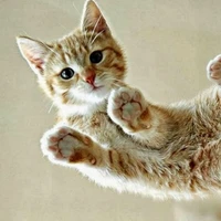 gato