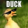 author Ducky 🦆