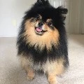 yeontan